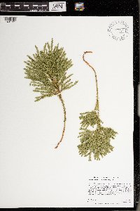 Dendrolycopodium dendroideum image