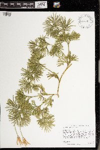 Diphasiastrum digitatum image