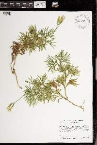 Diphasiastrum digitatum image