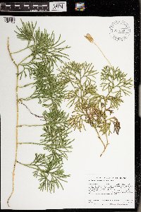 Diphasiastrum digitatum image