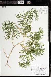 Diphasiastrum digitatum image