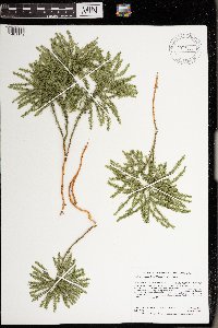 Dendrolycopodium dendroideum image