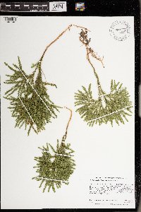 Dendrolycopodium dendroideum image
