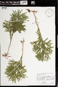 Dendrolycopodium dendroideum image
