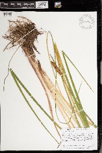 Acorus americanus image