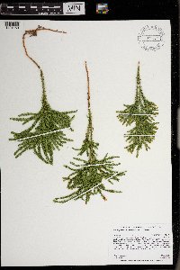 Dendrolycopodium dendroideum image