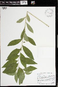 Lithospermum latifolium image