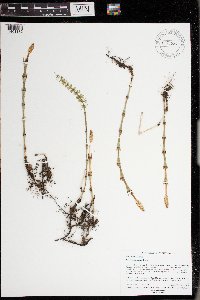 Equisetum pratense image