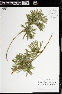 Dendrolycopodium dendroideum image