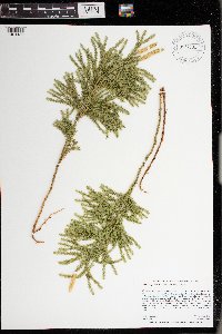 Dendrolycopodium dendroideum image