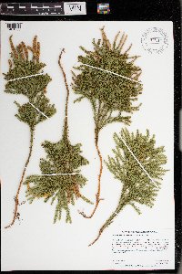 Dendrolycopodium dendroideum image