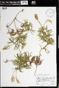 Diphasiastrum digitatum image