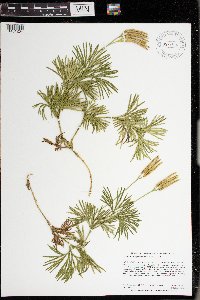 Diphasiastrum digitatum image