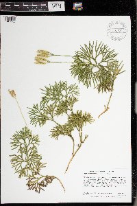 Diphasiastrum digitatum image