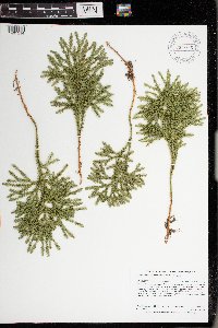 Dendrolycopodium dendroideum image