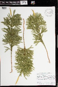 Dendrolycopodium dendroideum image