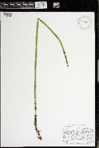 Equisetum x ferrissii image