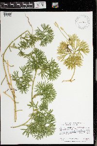 Diphasiastrum digitatum image