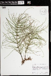 Equisetum arvense image
