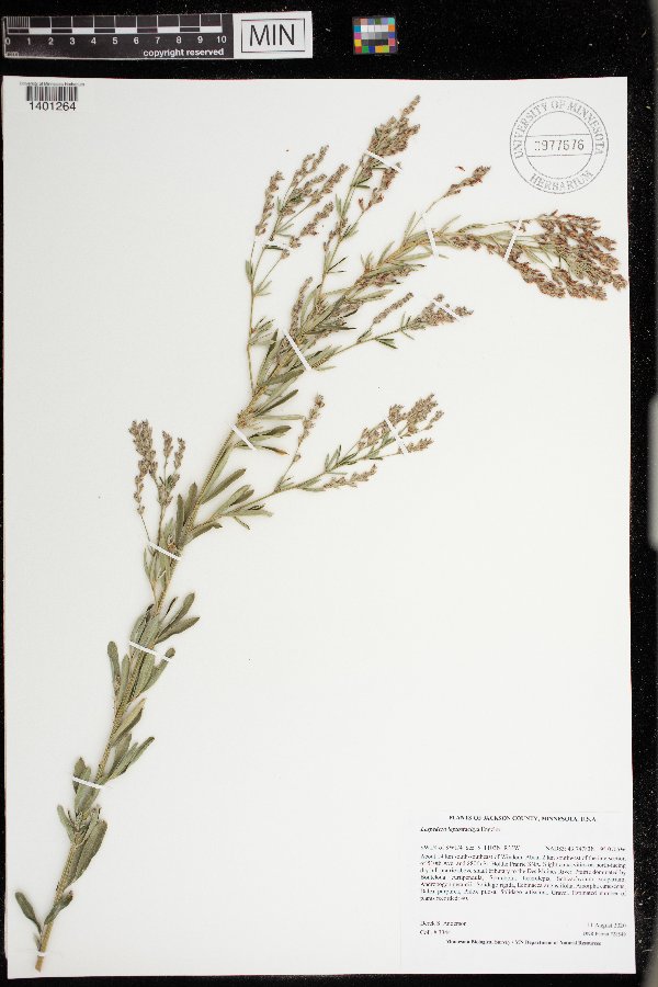 Fabaceae image