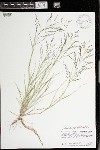 Eragrostis pectinacea image