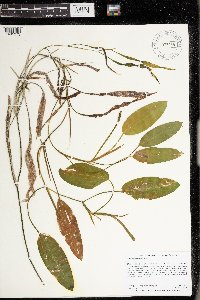 Potamogeton nodosus image