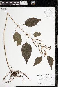 Image Associated With the Occurrence