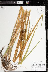 Acorus americanus image