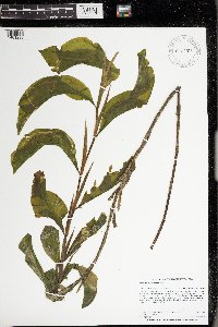 Potamogeton amplifolius image