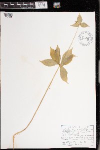 Medeola virginiana image