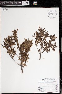 Comptonia peregrina image