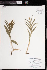 Maianthemum stellatum image