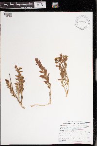 Comandra umbellata image