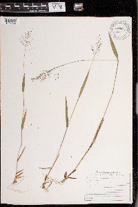 Dichanthelium boreale image