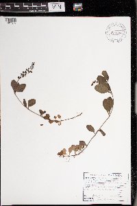 Thumbnail image of current specimen