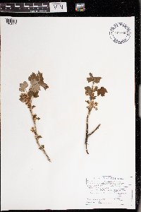 Image Associated With the Occurrence