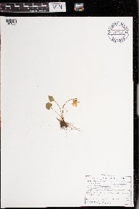 Viola sororia image