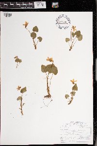 Viola sororia image
