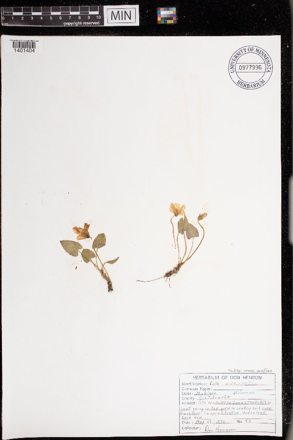 Viola novae-angliae subsp. novae-angliae image