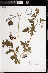 Solanum dulcamara image