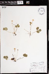 Coptis trifolia image