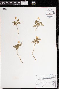 Anemone quinquefolia var. quinquefolia image