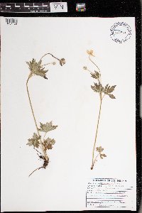 Anemone cylindrica image