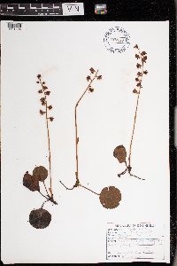 Pyrola asarifolia image