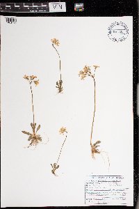Primula mistassinica image