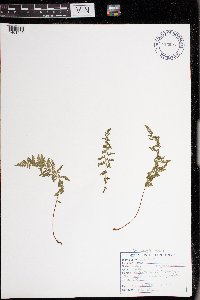 Cystopteris tenuis image