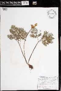 Dicentra cucullaria image