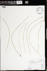 Eleocharis palustris image