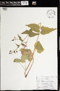 Lunaria annua image