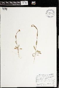 Capsella bursa-pastoris image